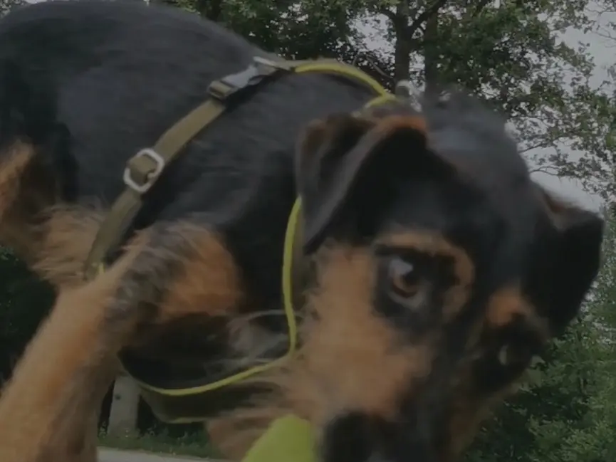 Terrier-Mix Törpi schaut aus der Nähe in die Kamera